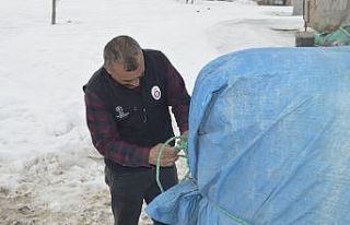 Fareler çiftçileri bezdirdi