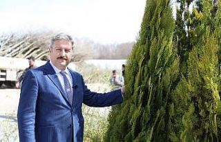 “Fidan değil ağaç dikiyoruz"