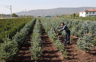Fidan satışlarına ara verildi