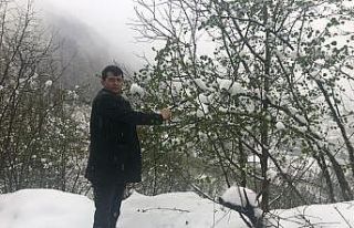 Fındık üreticileri zirai dona karşı uyarıldı