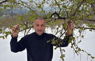 Fındık üreticisinin zirai don endişesi