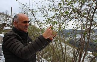 Fındıkta korkulan oldu