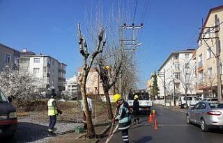 Gebze parklarındaki ağaçlara bahar bakımı