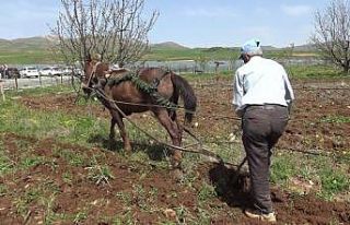Gercüş’te at ile çift sürme geleneği devam...