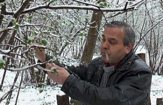 Giresunlu fındık üreticisi yağan mart karı yüzünden...