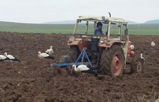 Göç yolundaki leyleklerin beslenme çabası