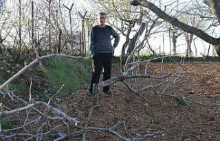 Gözü gibi baktığı fıstık ağaçlarını kesen...