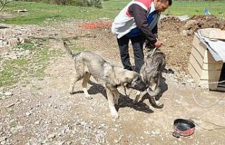 Havuza düşen kangal köpeğini, kardeşi kurtardı