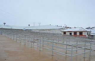 Havza Canlı Hayvan Pazarı geçici süre ile kapatıldı