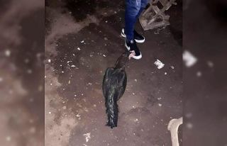 Horoz dövüştüren şahıslara suçüstü