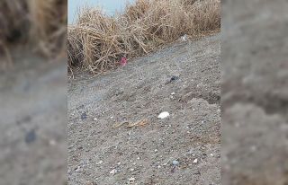 Iğdır’da bir eve giren yılan yakalanarak doğaya...