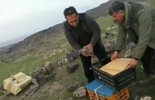 Iğdır’da ’canlı mühre’ ile keklik avlayan...
