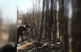Iğdır’da fidan satış yerleri denetlendi