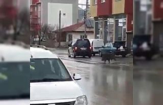 İlçe merkezindeki ekmek fırınını domuzlar bastı