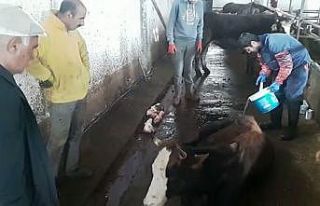 İneği hastalanan yaşlı adamın yardımına Vefa...