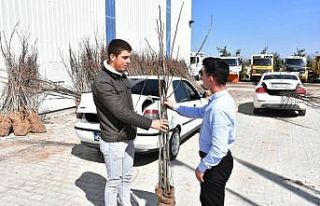 İnönü’de 4 bin ceviz fidanı toprakla buluşacak