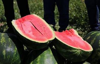 İran’dan Türkiye’ye kayıt dışı karpuz giriyor...