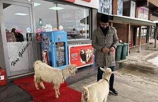 İş yerinde iki keçi besliyor
