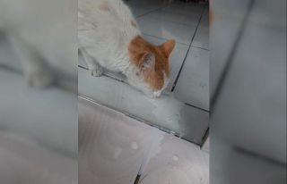 İş yerinde mahsur kalan kediyi gençler besledi
