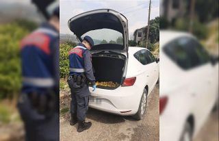 Jandarmadan limon hırsızlarına suçüstü