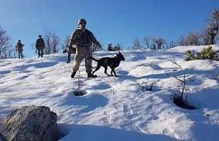 Jandarmanın ’hassas burunlu’ yardımcıları...