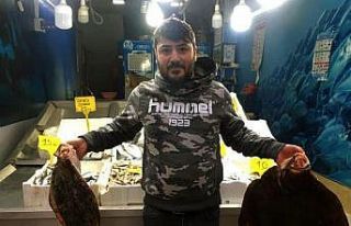 Kalkan balığının kilosu 230 TL