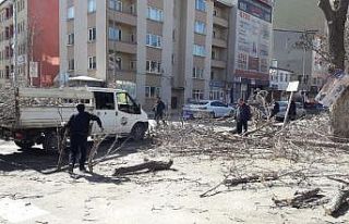 Kars’ta belediye ağaçları buduyor