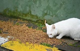 Kartepe’de sokak hayvanları da unutulmadı