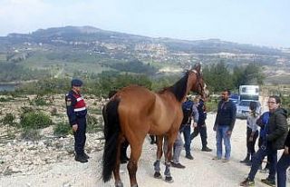 Kaybolan 100 bin liralık at, ormanlık alanda bulundu