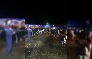 Kaybolan 145 küçükbaş hayvan bulundu