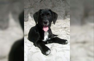 Kayıp köpeğini bulana bin TL ödül verecek