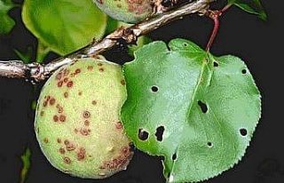 Kayısı bahçelerinde çil hastalığı riski yükseldi