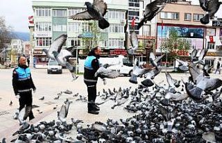 Kestel’de sokak hayvanları yalnız değil