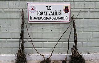 KGYS kayıtları incelenerek fidan hırsızı yakalandı