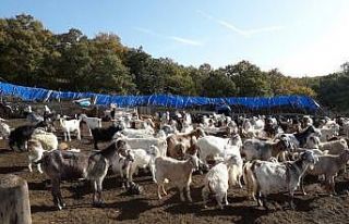 Kırklareli’de 4 milyon 72 bin TL koyun/keçi desteklemesi