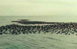 Kış ortası su kuşu sayımları gerçekleştirildi