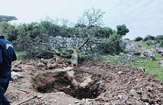 Koca ağacı söküp hazine arayan defineciler yakalandı
