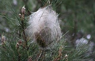 Kocaeli, çam kese böceği ile mücadeleyi kazandı
