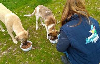 Kocaeli’de sokak hayvanları unutulmuyor