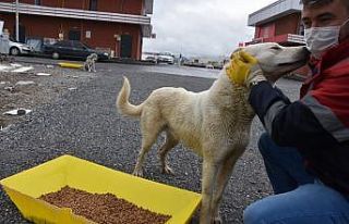 Kocasinan Belediyesi’nden Sokak Hayvanlarına Yem...