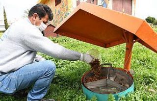 Konyaaltı’ndan sokak hayvanlarına mama ve su takviyesi
