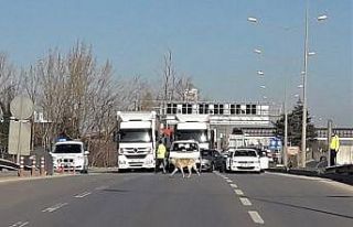 Köpeği yolu karşısına geçirmek için trafiği...