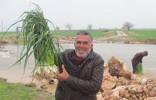 Korana virüste sarımsak müjdesi