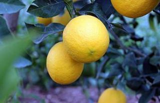 Korona, limon fiyatlarını fırlattı