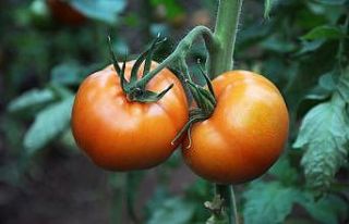 Korona virüs domatesin kilosunu 1 liraya düşürdü