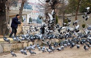 Korona virüs güvercinleri de etkiledi