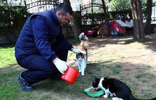 Korona virüs salgınında sokak hayvanları unutulmadı