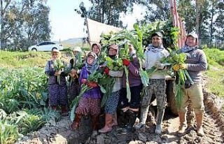 Korona virüse karşı enginar hasadı erken başladı