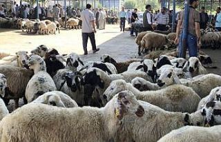 Korona virüsü bölgenin en büyük hayvan pazarını...