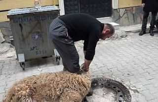 Korona virüsün defi için kurban kestiler